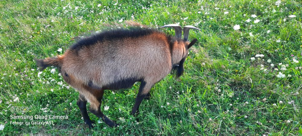 Țap alpin francez