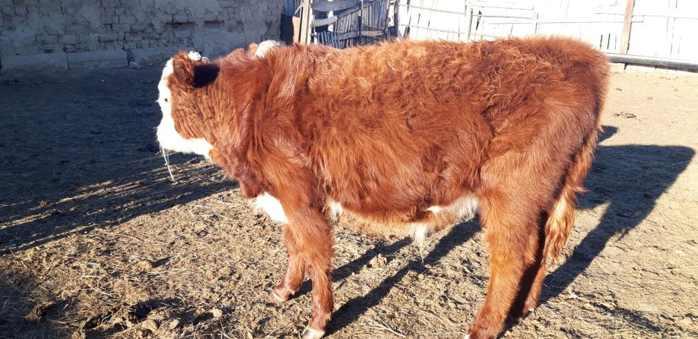 Подсос сатылады. Еміп, дала жүрген.