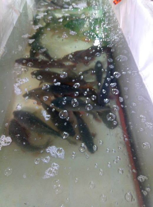 Вана за риба с желязна конструкция