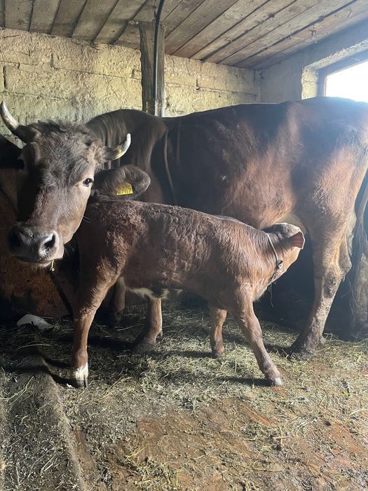 Vând vaca (junincă) cu vițel , vaca are 3 ani