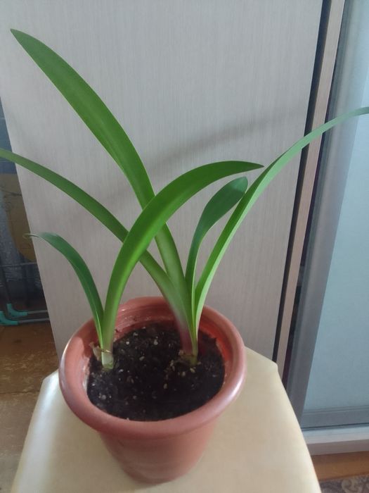 Продам комнатные цветы