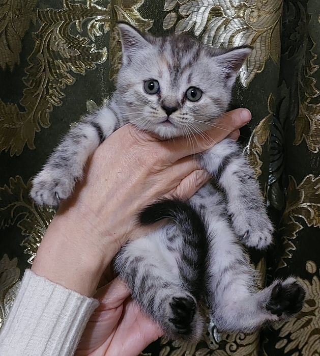 Готовы к продаже котята