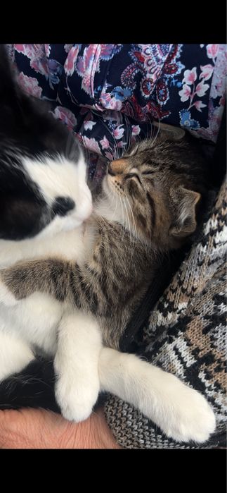Котенок ищет добрые руки