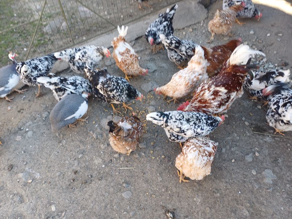 Vând ouă pita pinta austriana