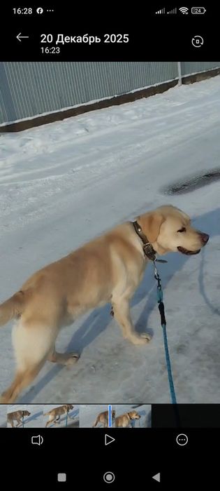 Продам Лабрадора летривер.