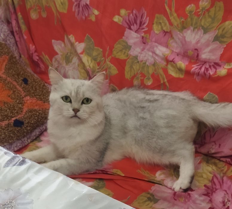 Mushukni juftlashtirish Вязка кота с кошкой