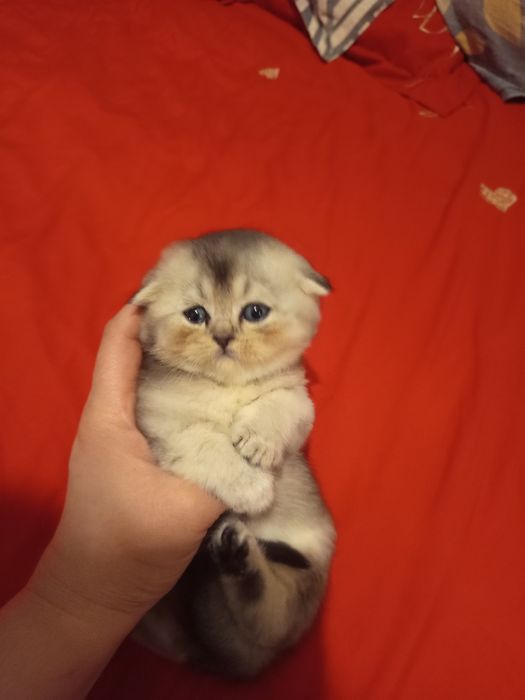 Продаётся котёнок скотиш фолд серебристый шиншилла