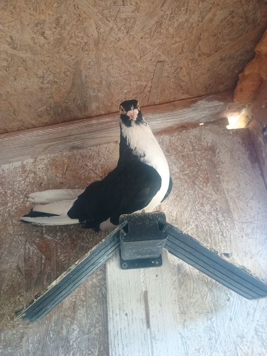 Porumbei de ornament si jucatori de galati