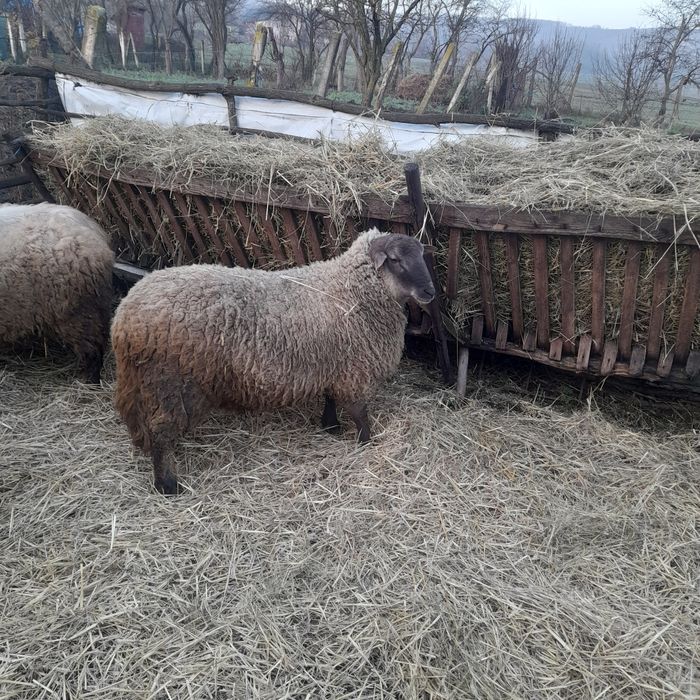 Vand berbecut are in jur de 130 kg