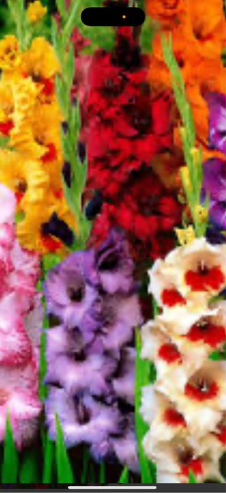 Bulbi gladiole , crini , bujori , laleke , narcise , irisi