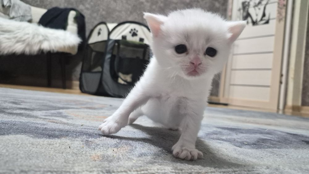 Котята  шиншилла шотландские