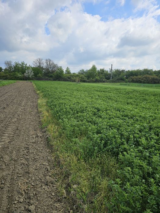 Lucernă verde 1 hectar
