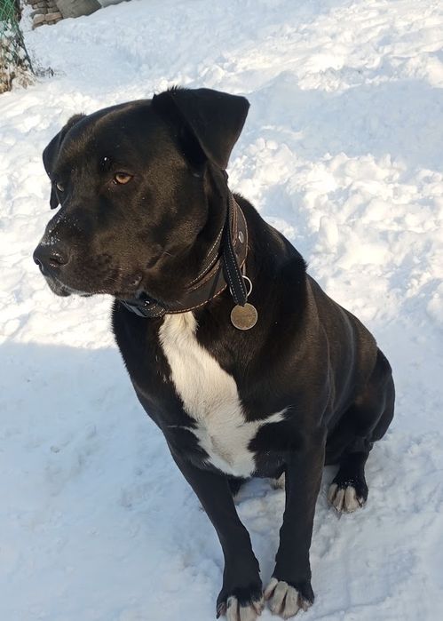 Умнейший пёс ищет дом!