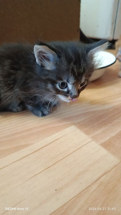 Отдам котят срочно