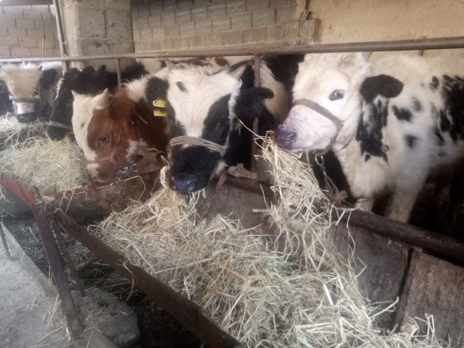 Бұқалар сатылады