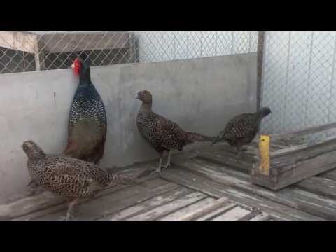 3 пары Румынских фазанов