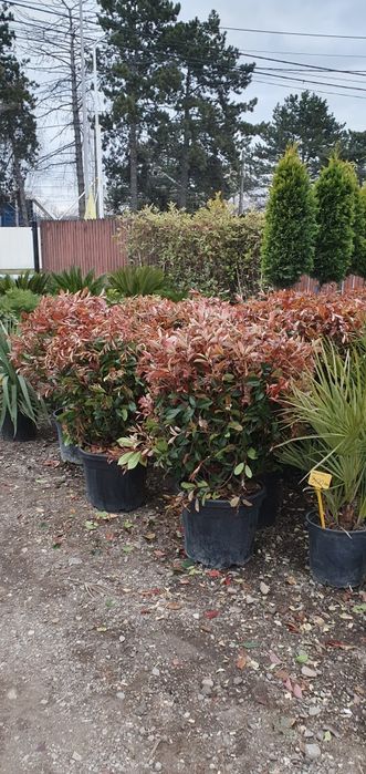 Plante ornamentale