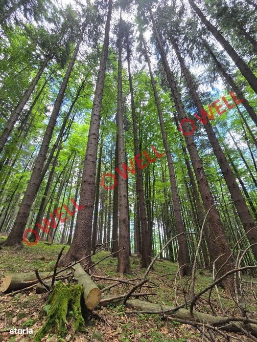 Pădure de vânzare în Vama Buzăului, sat Buzăiel!