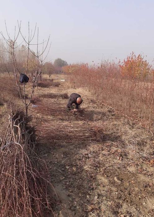 Кора гилос (Олча) кучатларимиз бор арзон нархларда берамиз.