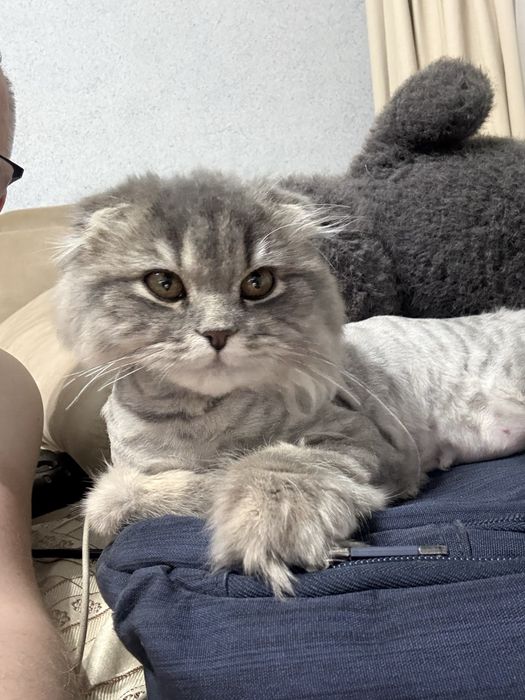 Продам кошка скоттиш фолд