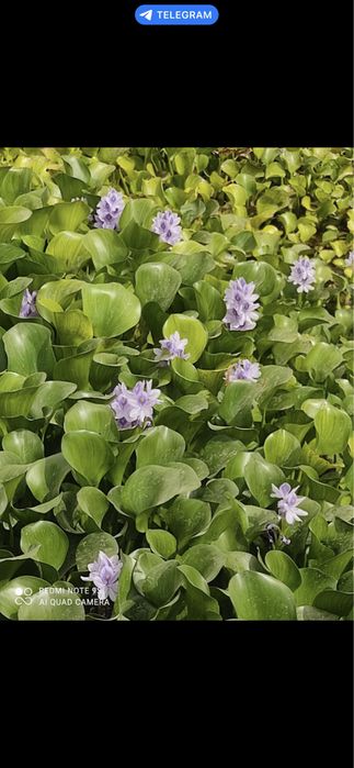 Эйхорния водяной гиацинт (кувшинка)