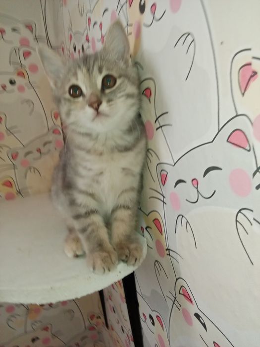 Котенок скоттиш стрейт