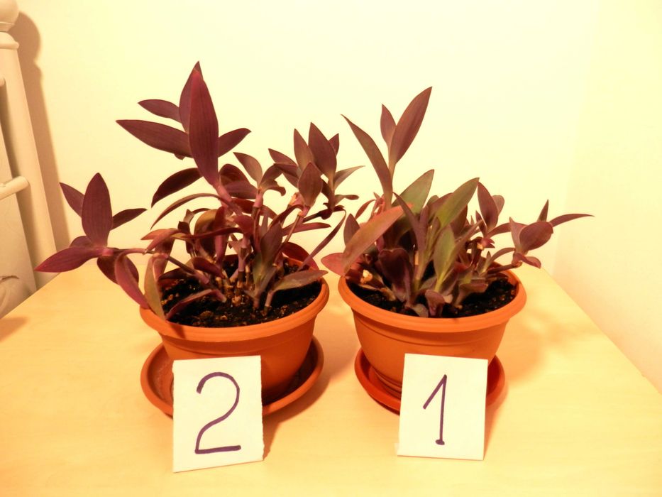 Planta ornamentala Tradescantia pallida Purpurea (Purple Heart)