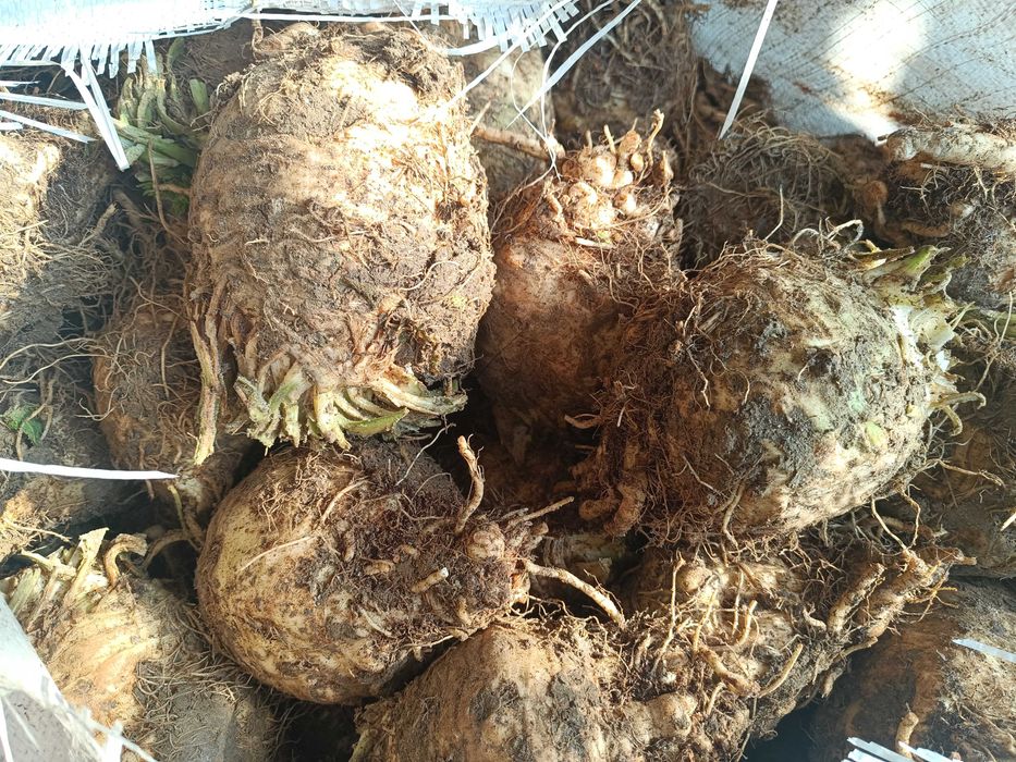 Țelină Rex rădăcină, calibru mediu și mare