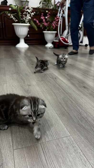 Продам котенка вислоухого