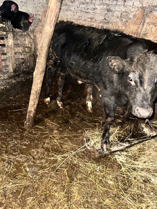 Продавам мъжко теле