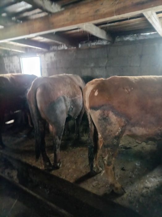 Продам бычки на откорме