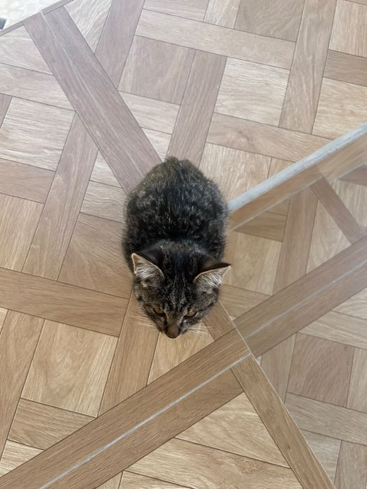 Котенок мальчик 2 месяца