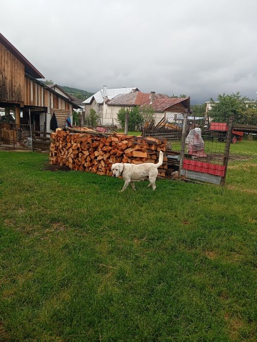 Femelă de vânzare