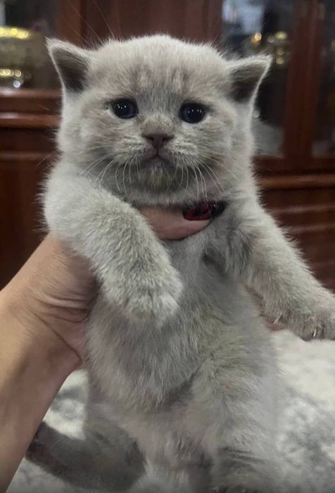 Продаётся, великолепные котята