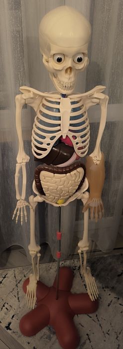 Човешкото тяло до брой 37