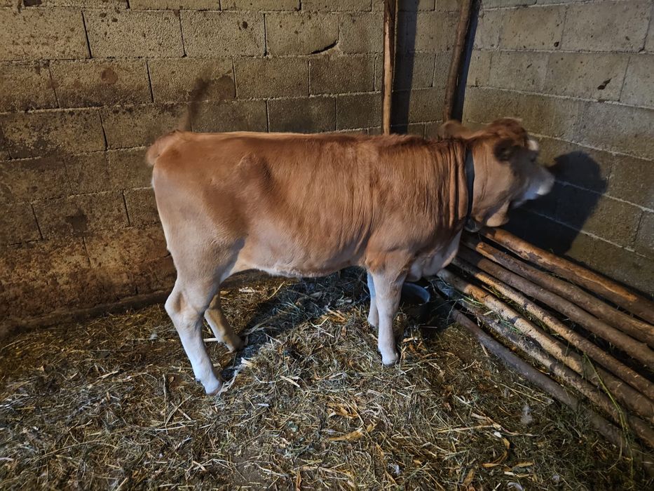 Vând vițică bălțată românească