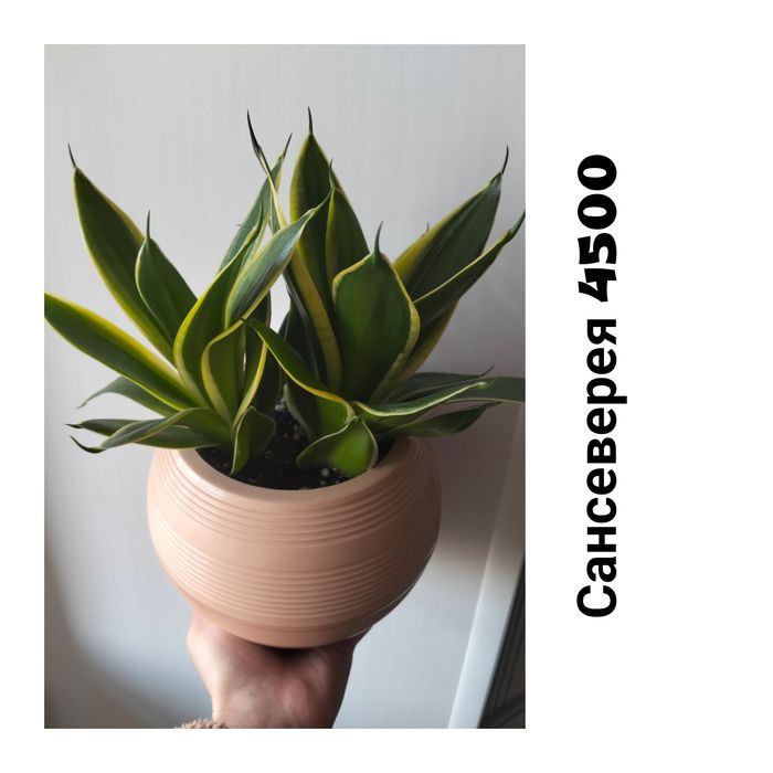 Цветы комнатные не дорого