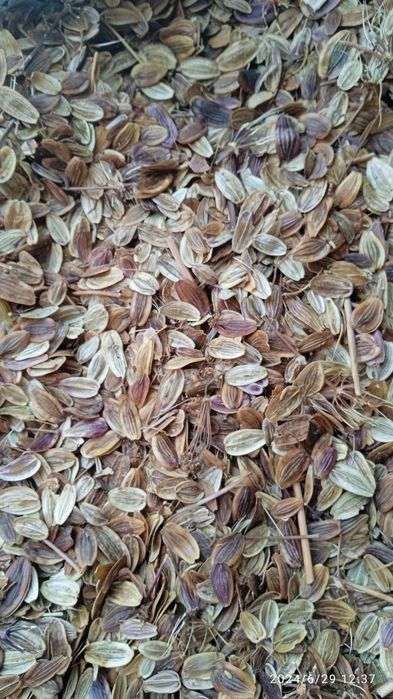 Каврак уруги сотилади