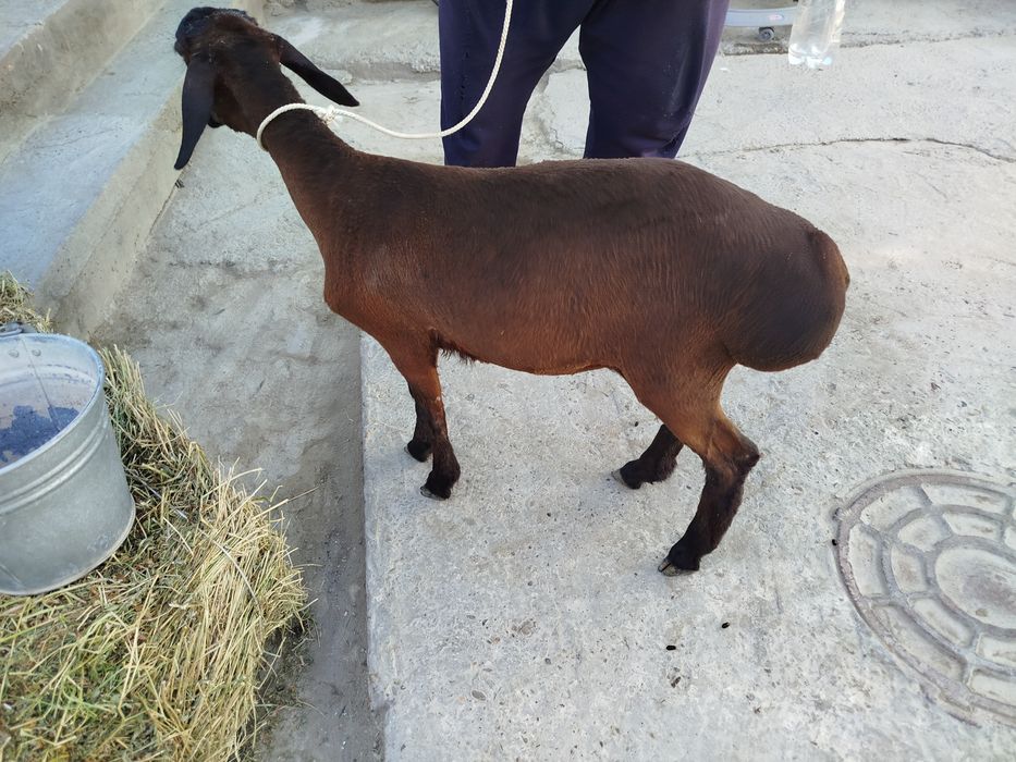 Modda barra xisori sotiladi