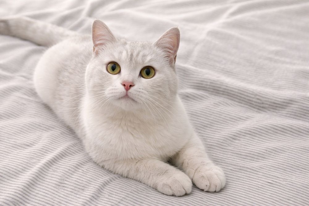 Спасённая кошка Сплюша ищет дом