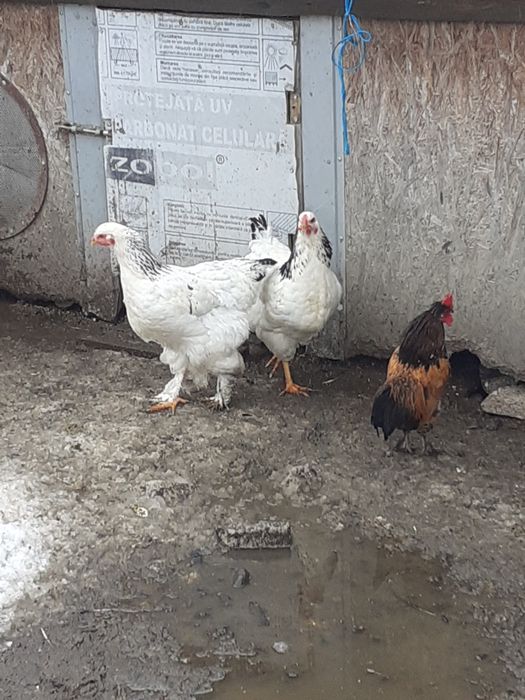 Păsări de vânzare