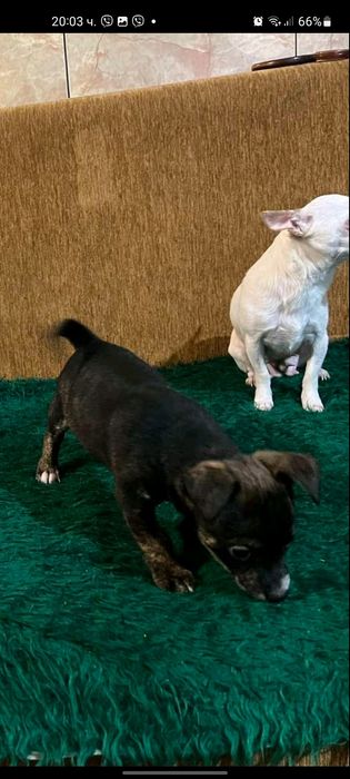 Куче пинчер-чихуахуа