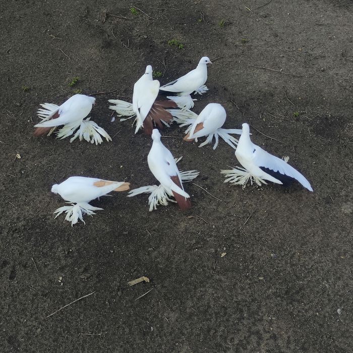 Голуби домашние (персы)