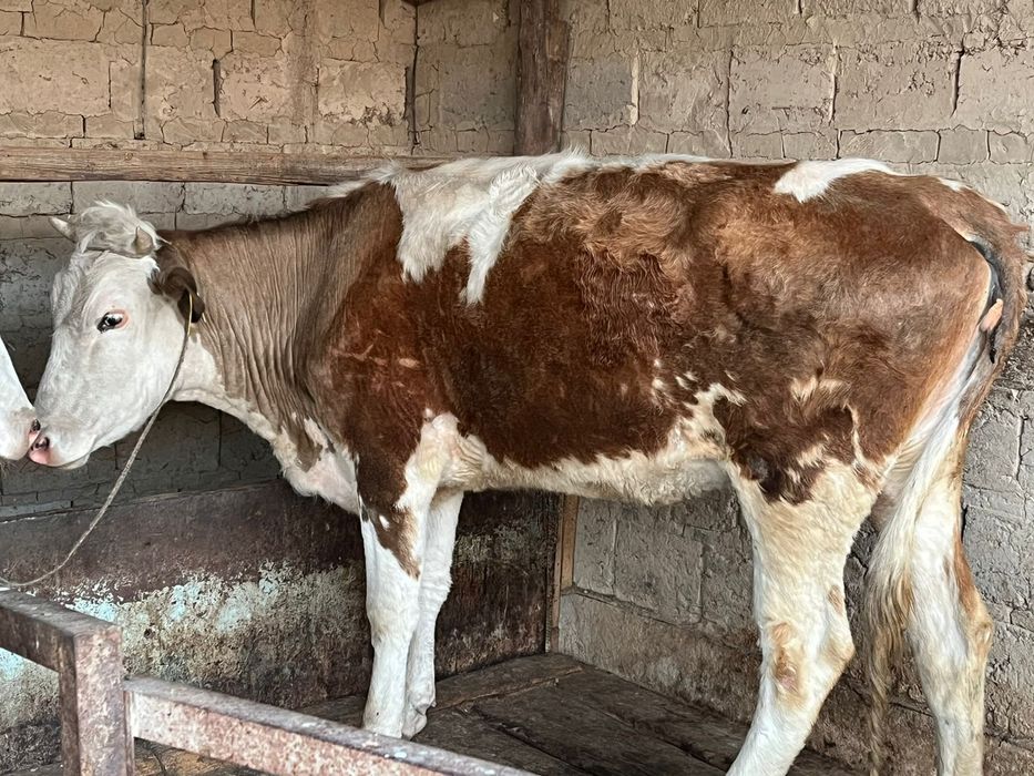 Сиыр жуас бірінші тума