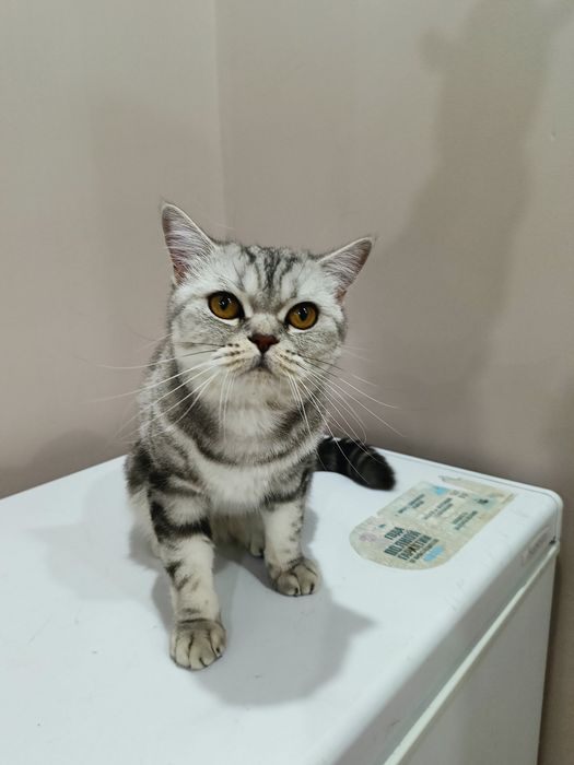 Отдадим кошку в добрые руки