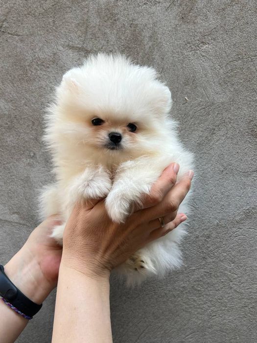 Клубные щенки шпица