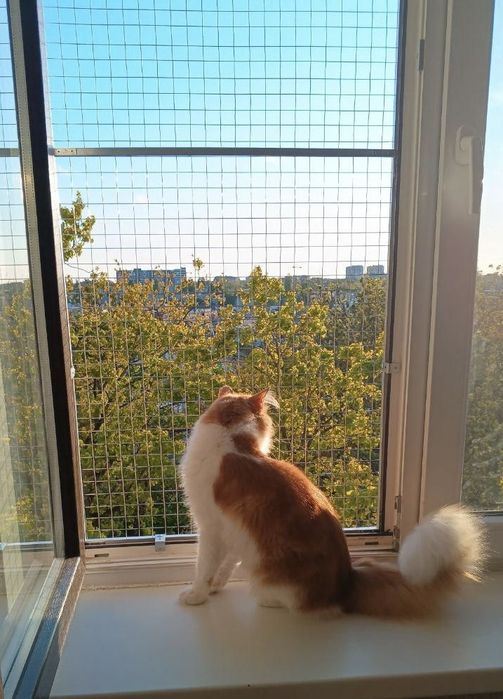 Защита для кошек