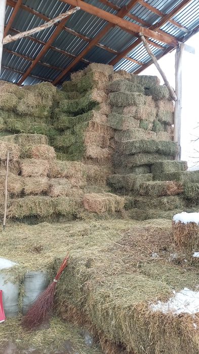 Продам люцерну...