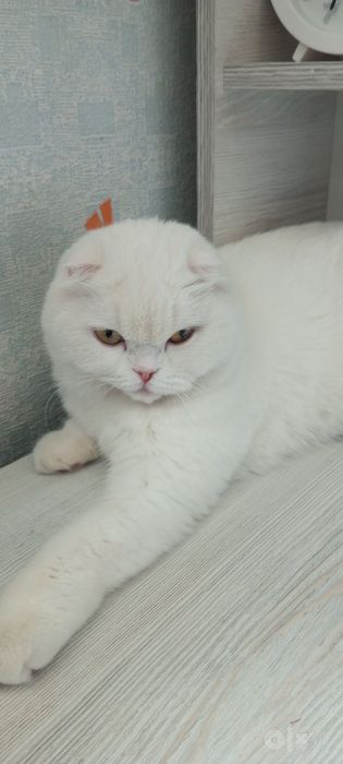 Продаю кошку 2 годика
