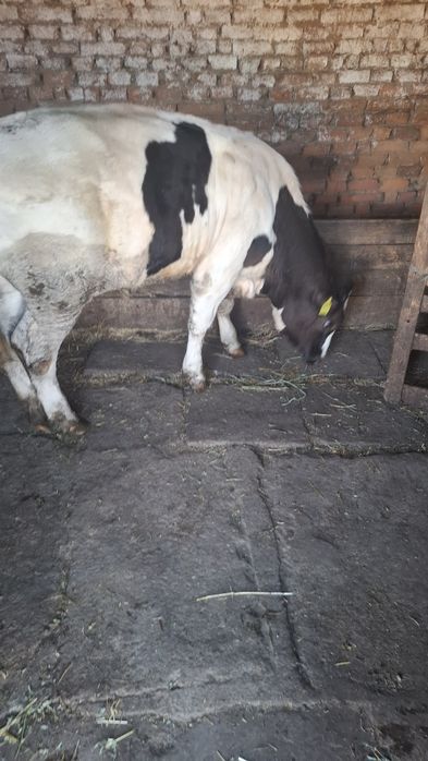 Vând vițel de carne,280-300kg,vârstă 4 luni4 luni